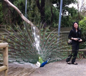 Ms Yangbing with Peacock